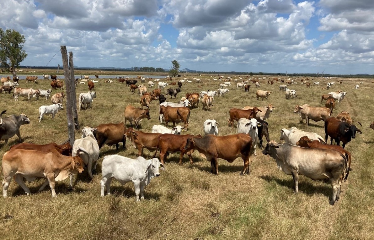 Cows grazing a coastal floodplain