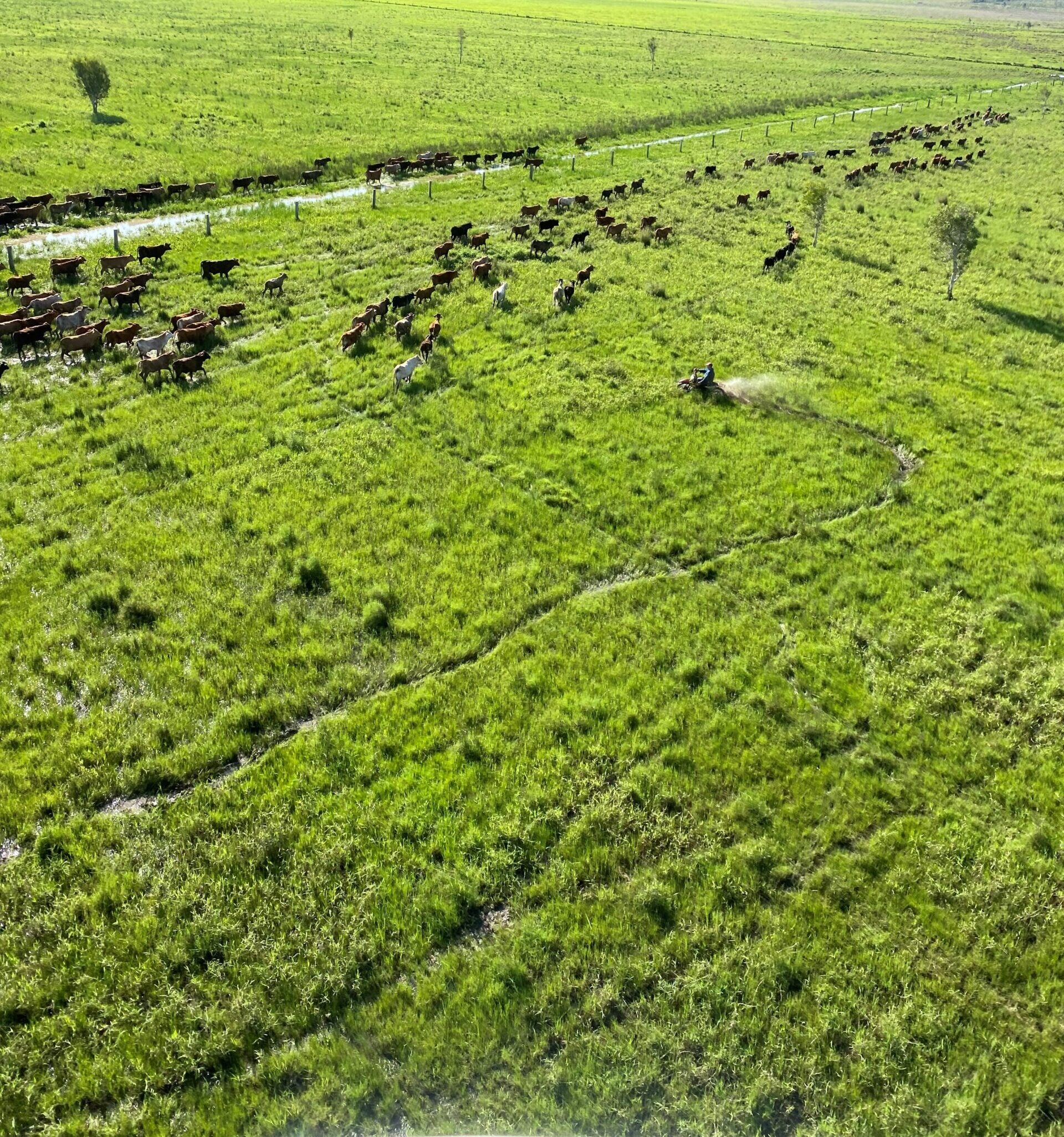 Photo taken from the air of a green grass flood plain with cattle being mustered by a person on a motorbike. Photo courtesy of Rob Price.