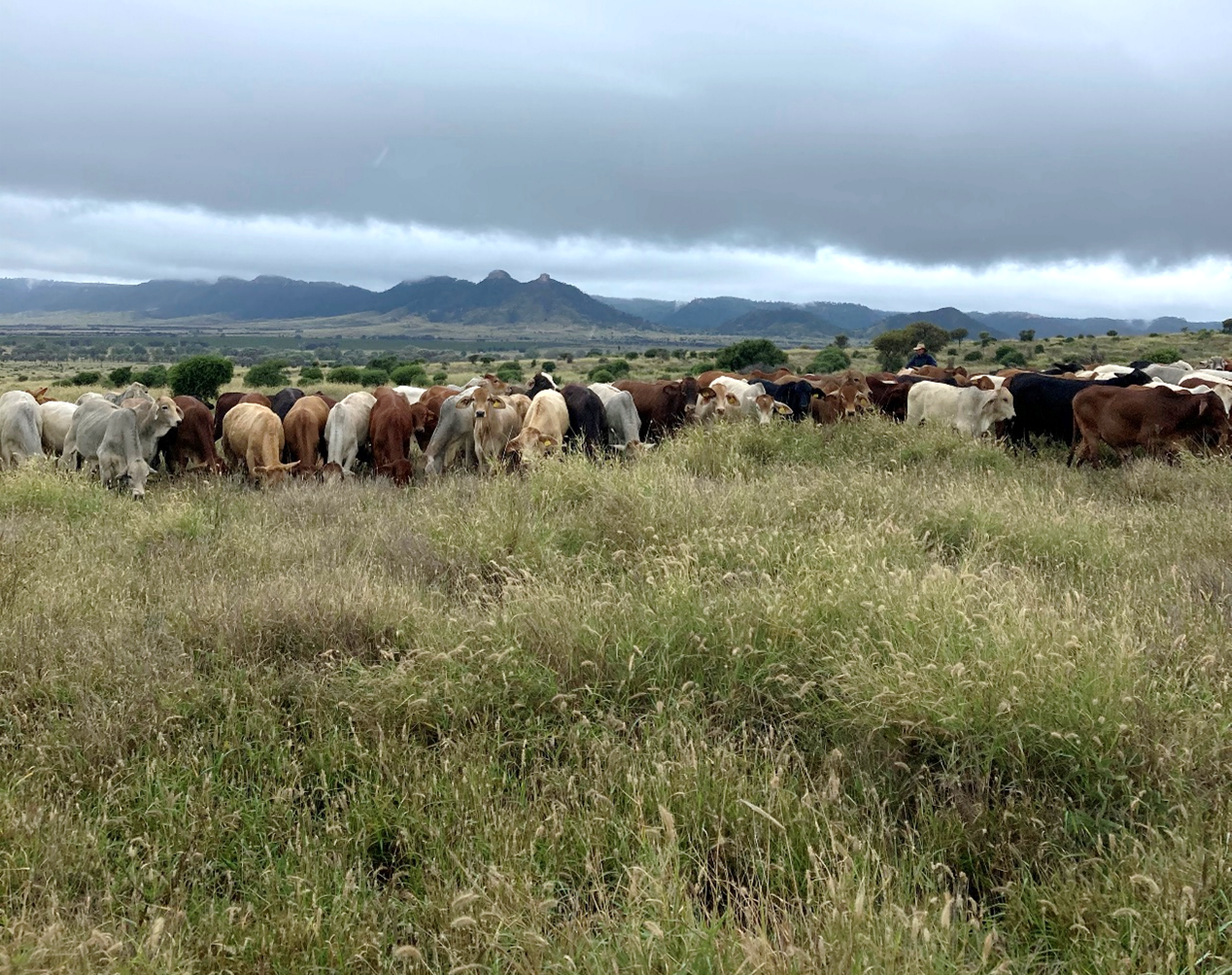 Bos indicus cross weaners grazing plentiful plains of buffel grass 