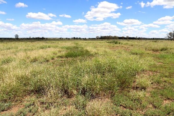 Desmanthus and leucaena strips: spread and persistence at Dulacca ...