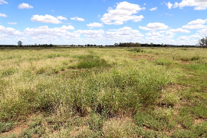 Paddock with strong stand of buffel grass. Clear desmanthus strip in the middle. Leucaena strips are less evident.