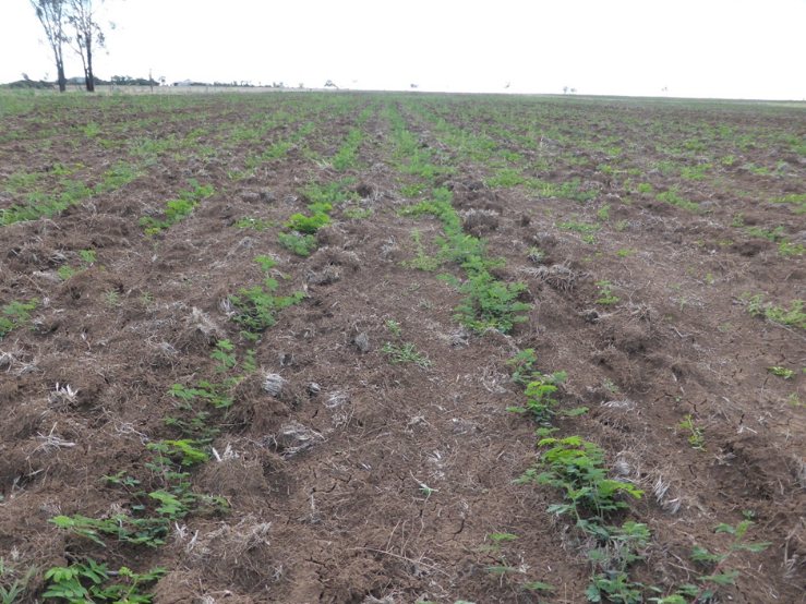 Young, leafy legumes emerging from rich brown soils.