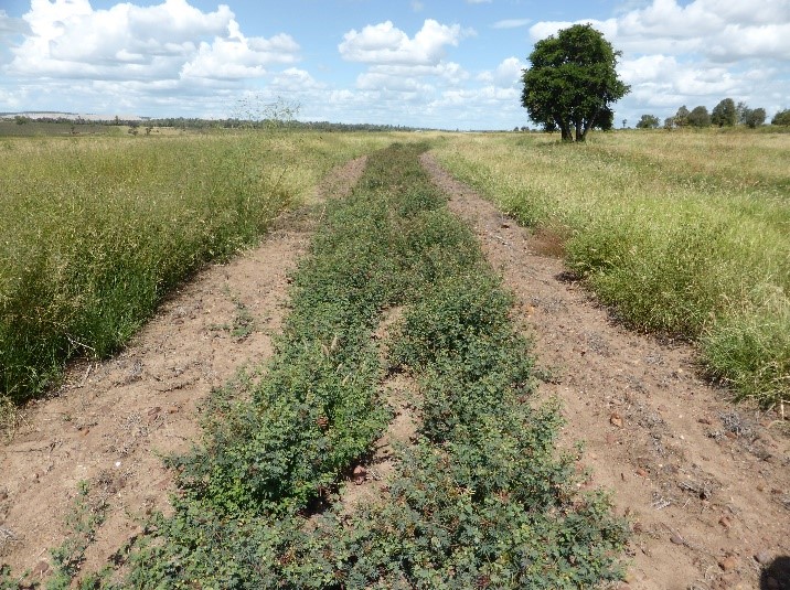 Strips have been cleared and cultivated within healthy buffel pastures. Desmanthus plants are strong and healthy, plenty of leaf.