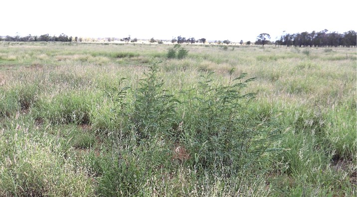 Odd leucaena plants distributed within the paddock. Healthy stands of buffel grass pastures.