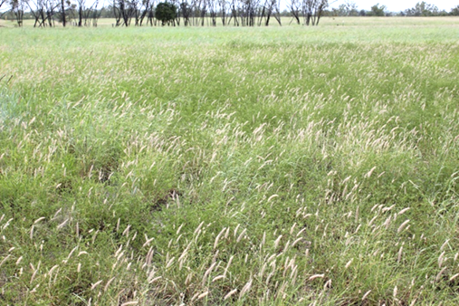 High plant density (Buffel grass and Desmanthus), Wandoan.