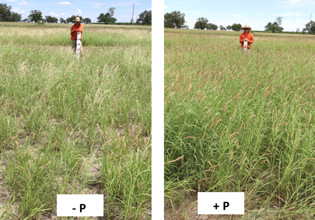 Beef production benefits of legumes in a grazing trial at Wandoan ...