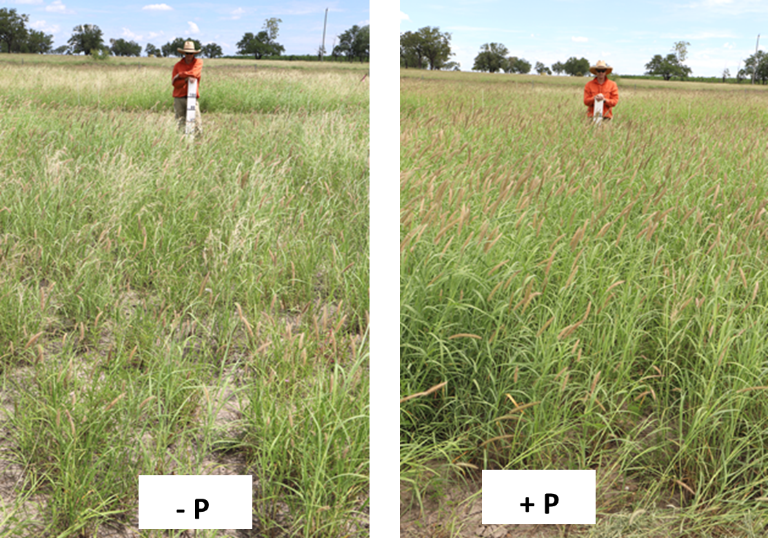 Phosphorus application resulted in more green leaf production, higher plant density, 8 years after application, Wandoan.