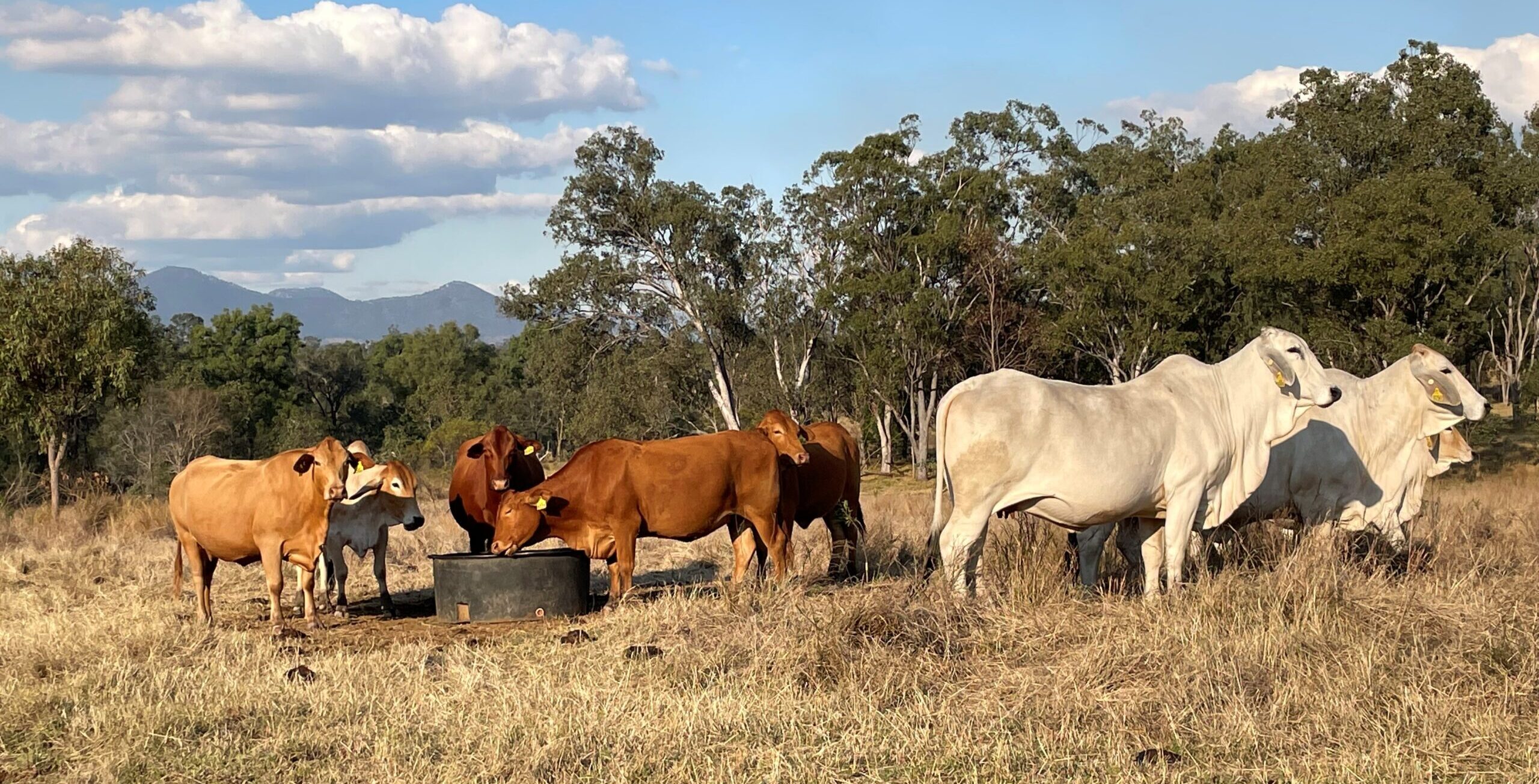 Red and grey heifers consuming dry season lick at Brian Pastures Research Facility, Queensland.