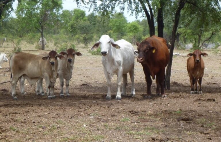 Crossbred Cattle Perform Well Against Brahmans In NT Trial Beef Central   A Senepol Bull Brahman Cow And F1 Senepol X Brahman Cross Cows At Victoria River Research Station 768x495 