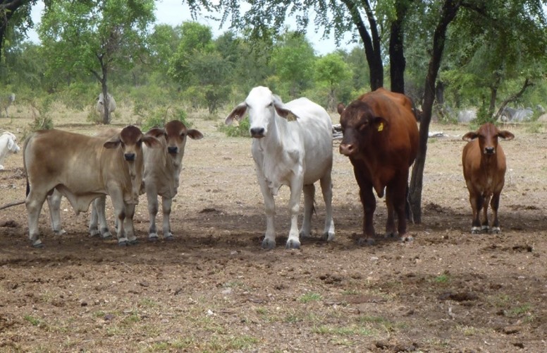 A Senepol bull, Brahman cow and strong crossbred calves rest under a tree 