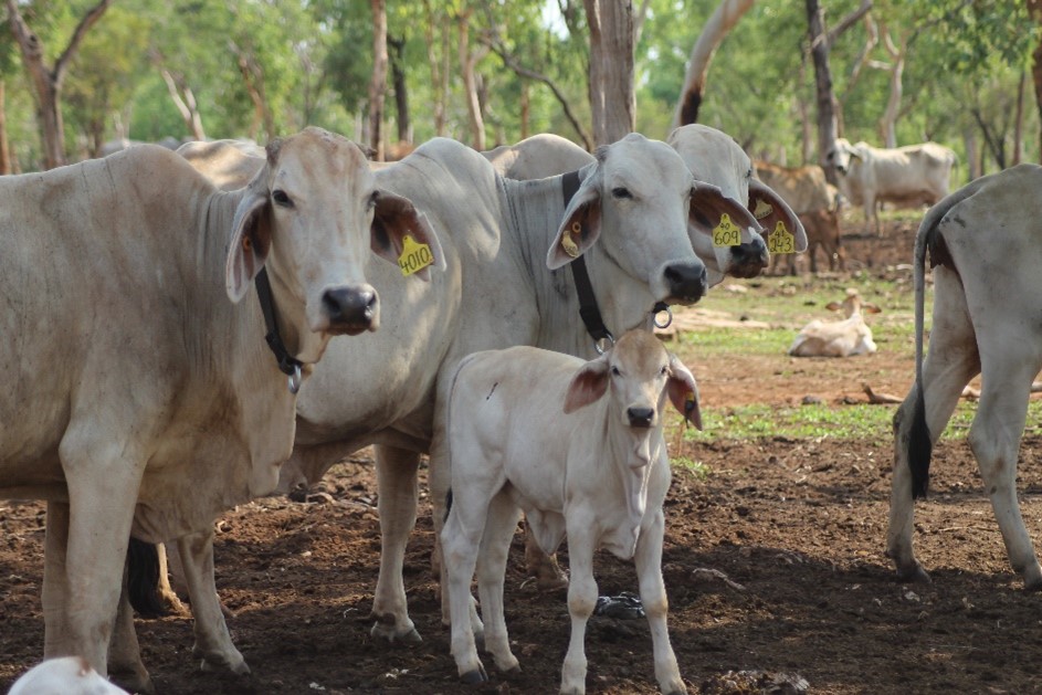 Brahman cows and calves. 