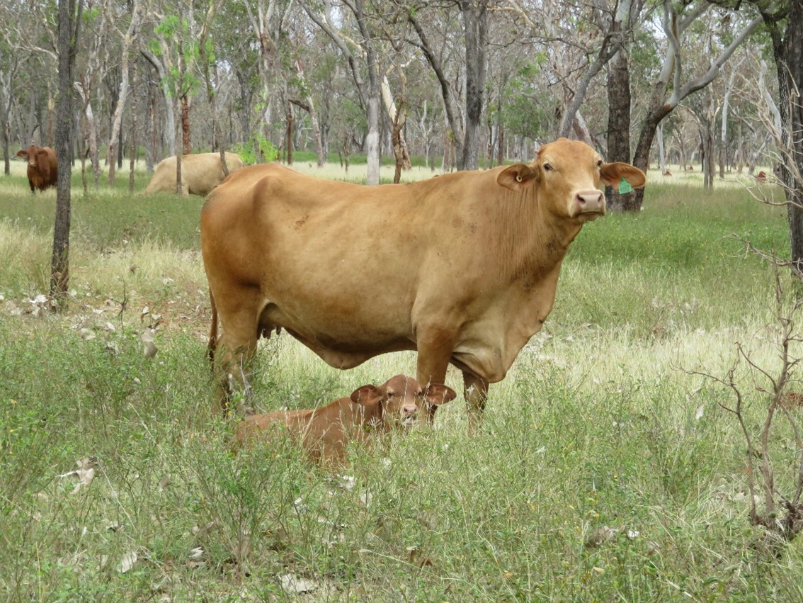 Healthy Senepol x Brahman cow and calf