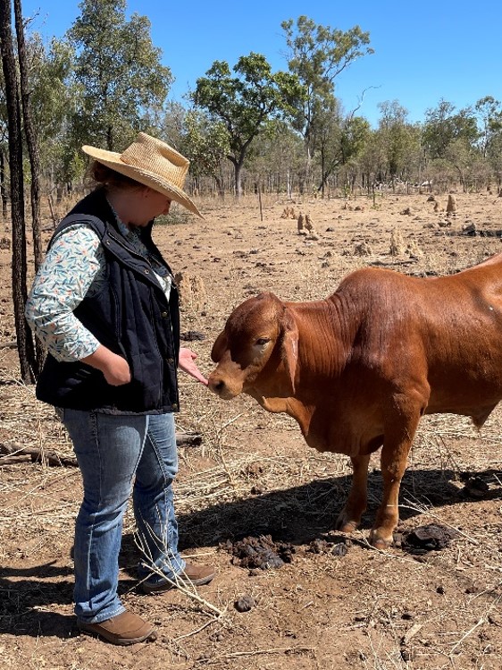 Red Bos indicus bull weaner from Mathison Station, NT