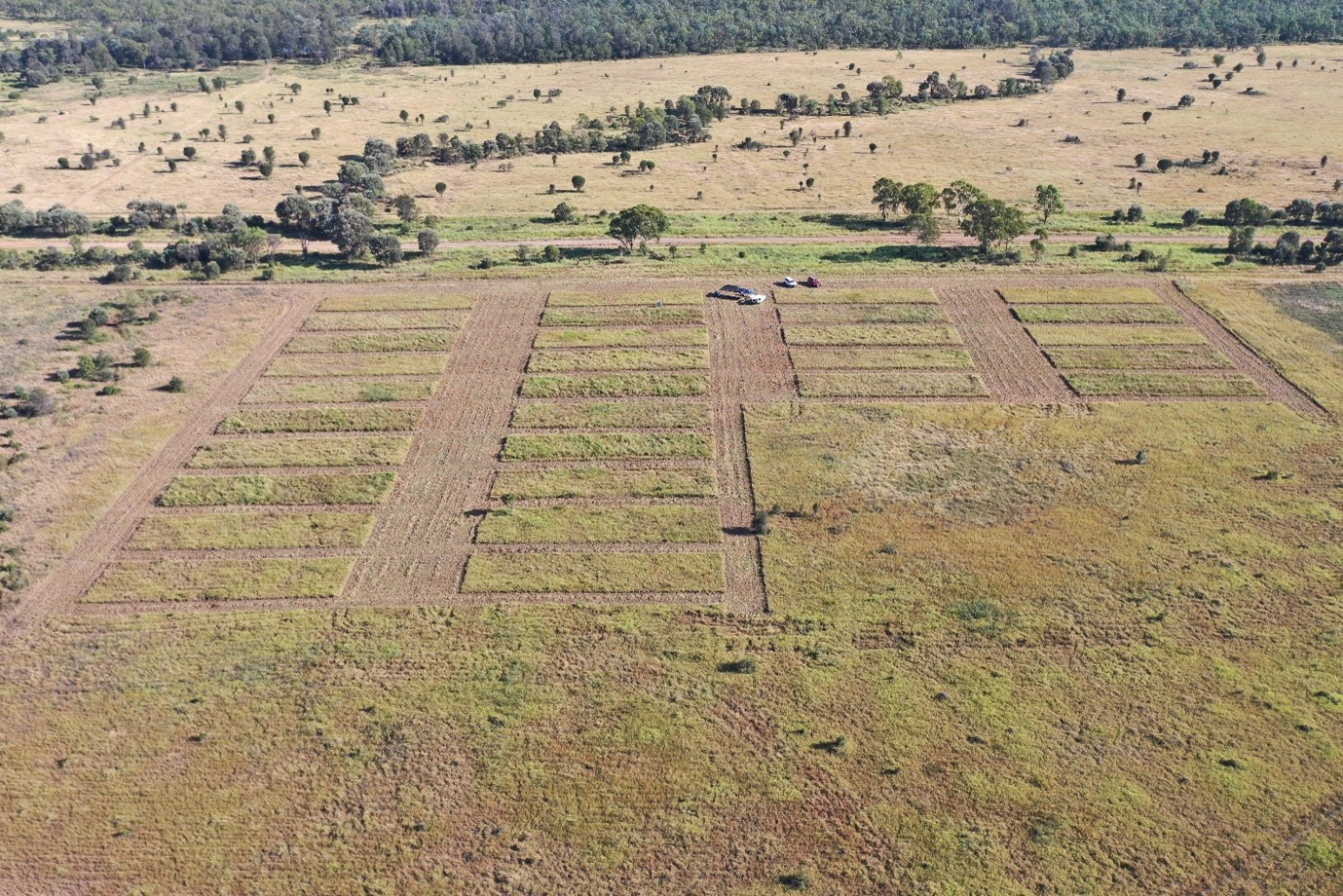 The Gundabah pasture dieback trial site showing treatment replicates