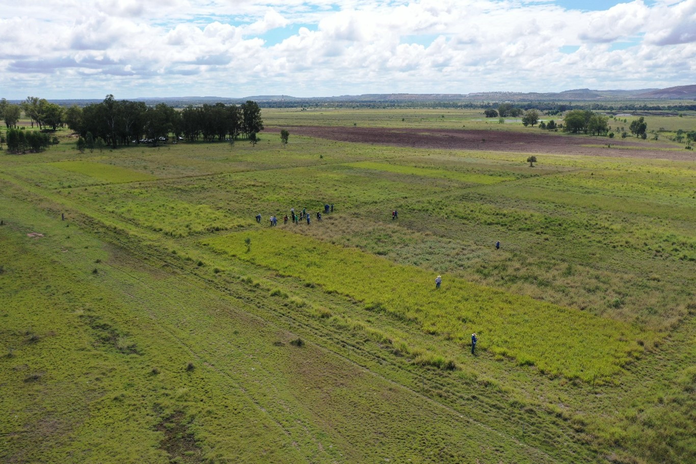 pasture dieback trial at near Moura, Queensland