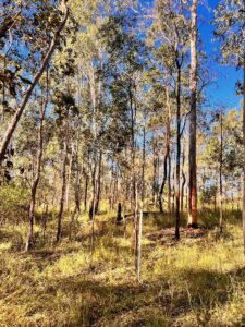 unthinned native forest with improved pastures