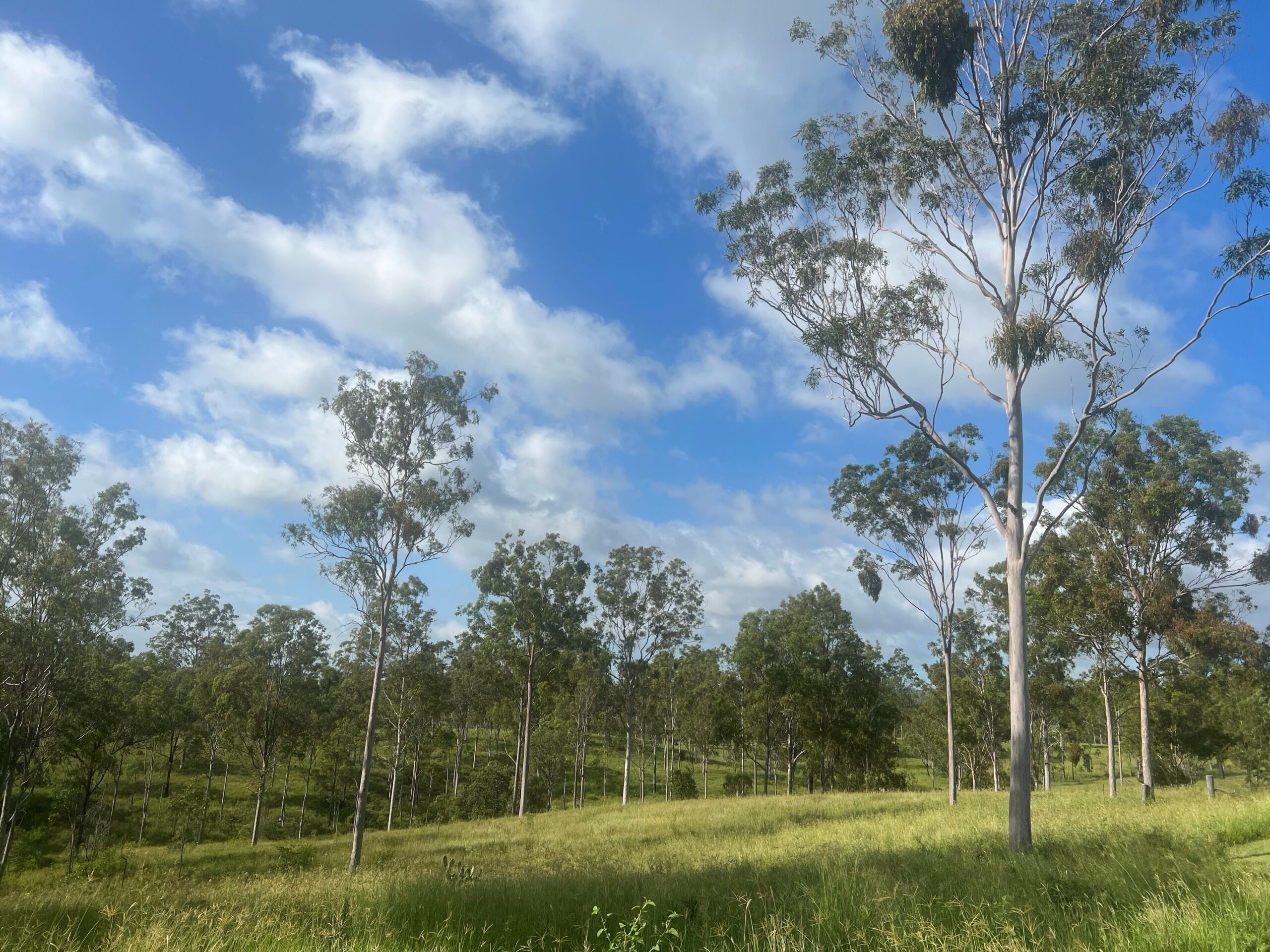 Grazing leucaena