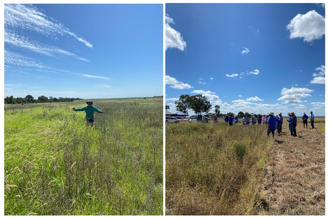 On the left hand side of the left image, the fertilised buffel treatment is prolific, whereas, on the right, the reseeded plot lacks lustre. On the right image, participants are observing the impact of the treatments for themselves.