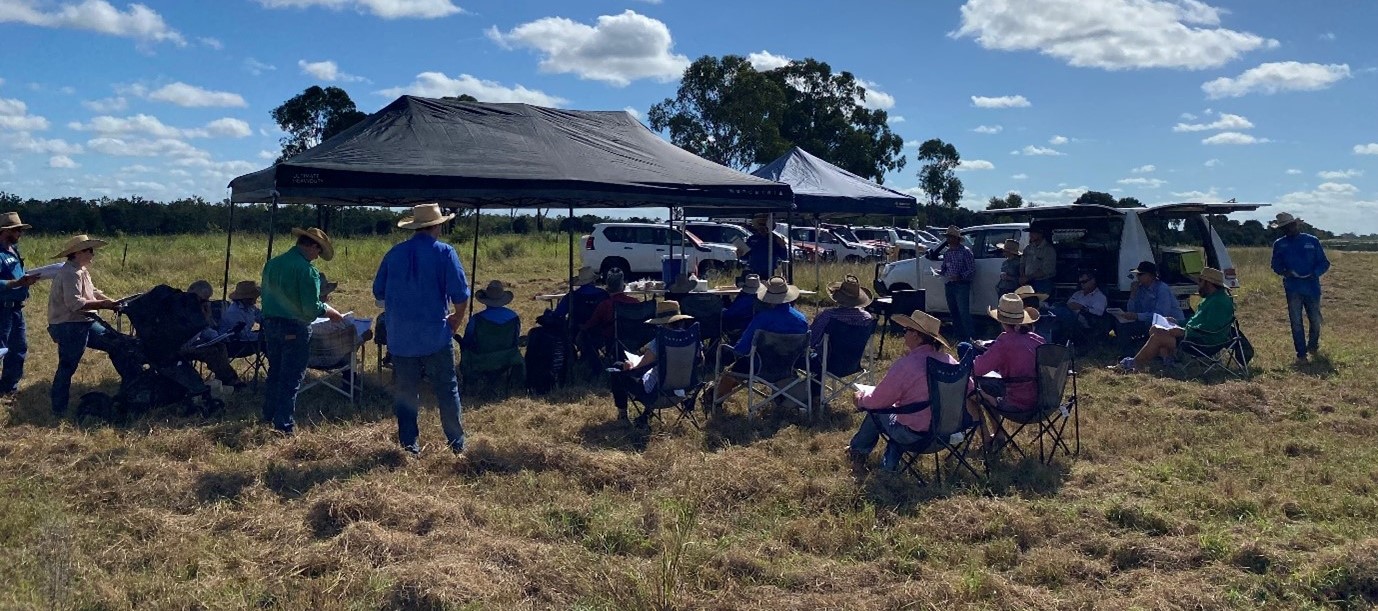Many graziers and land managers attended the Gundabah pasture dieback trial site field day