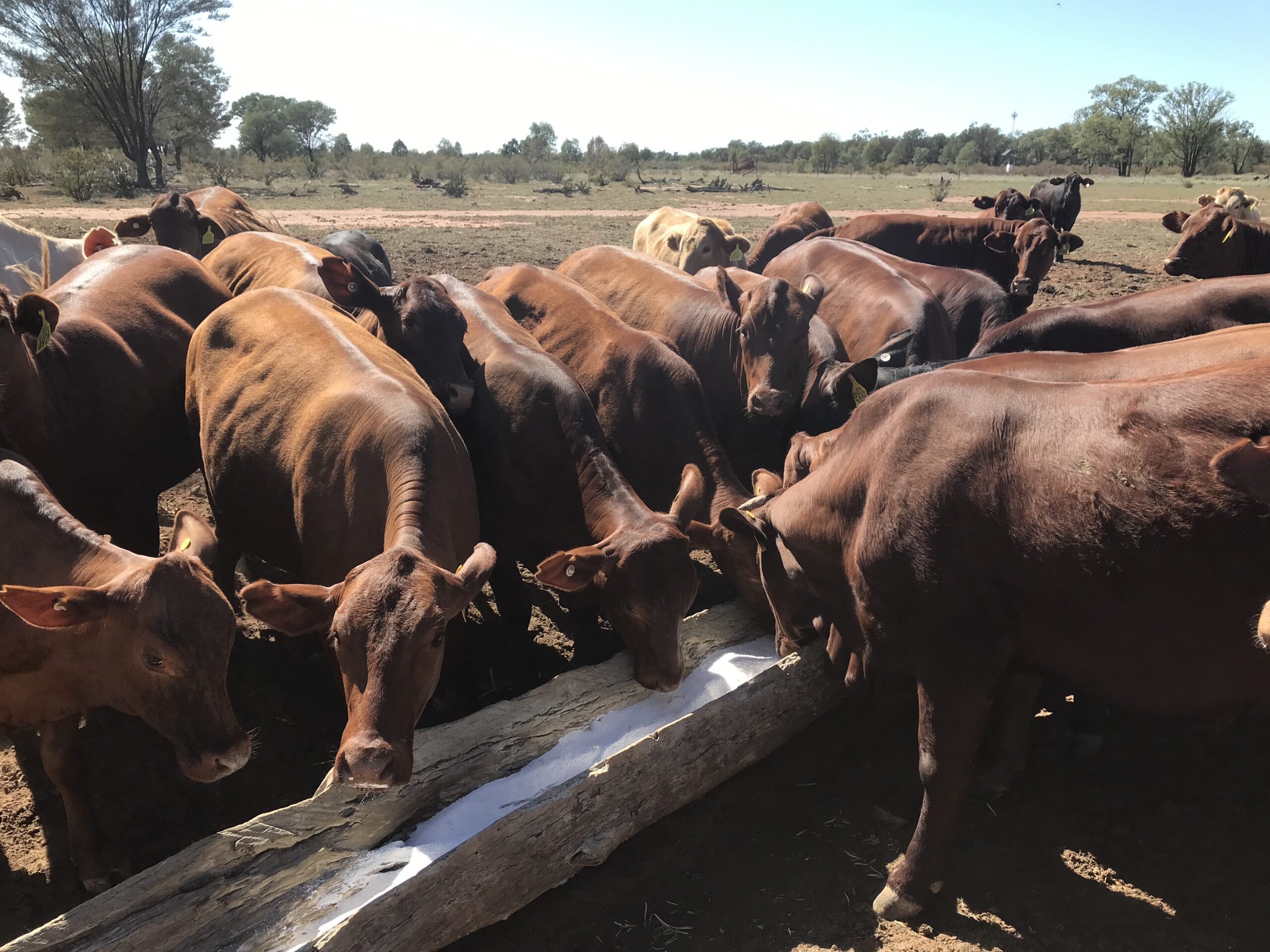 NIRS sampling, or dung sampling, can help inform decisions such as when to start supplementation, or what you need to be supplementing with.