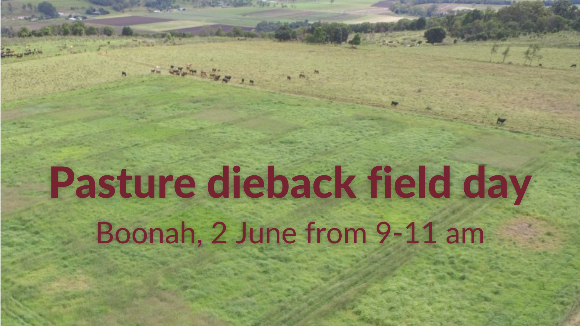 Pasture dieback field day Boonah