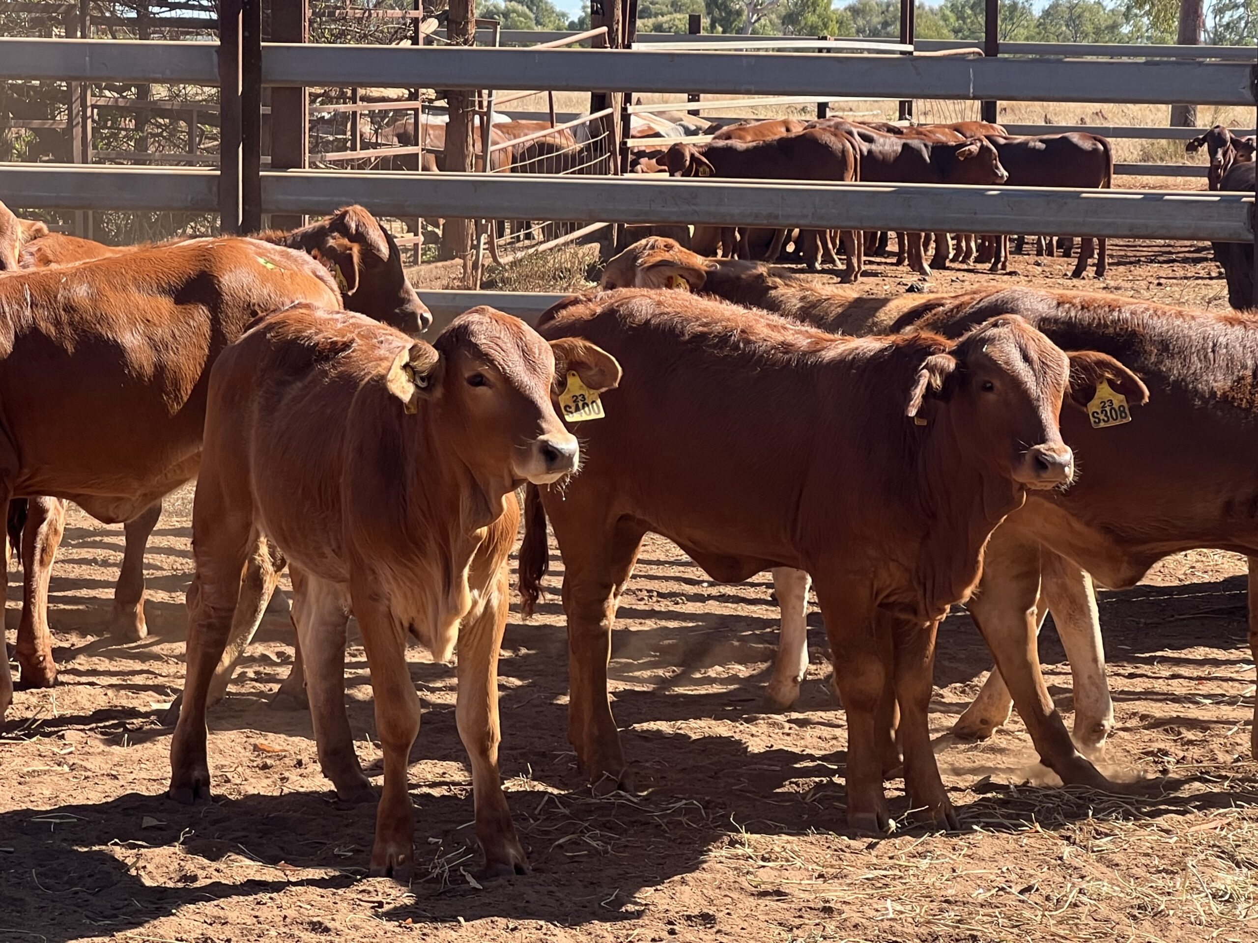 Repronomics trial Droughtmaster weaners