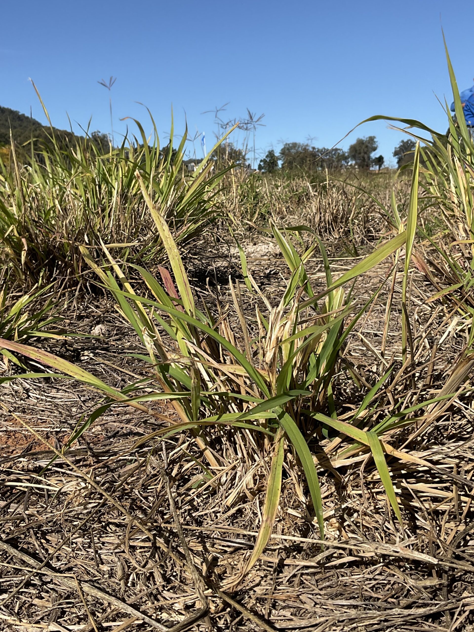 Pasture dieback impacted grasses