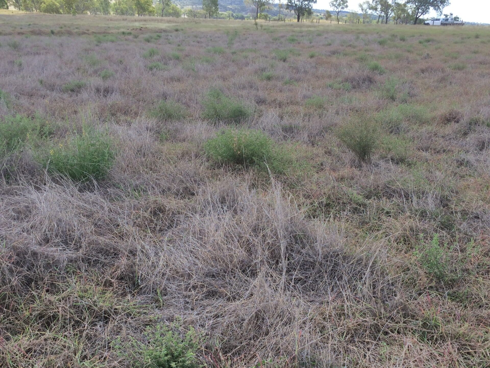 Pasture-dieback-bisset-SQ-scaled