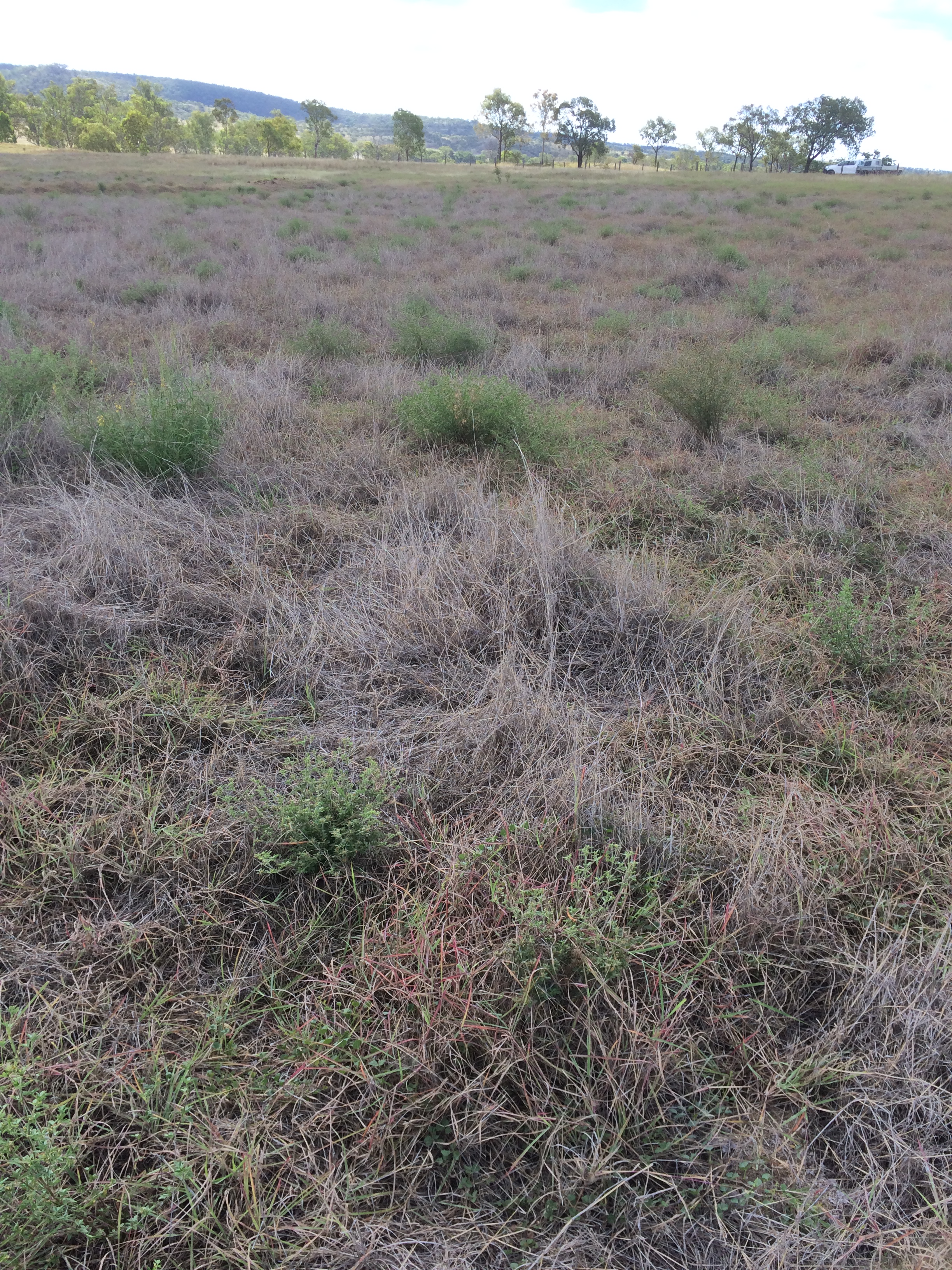 Large area of dead grass with green weeds growing through.