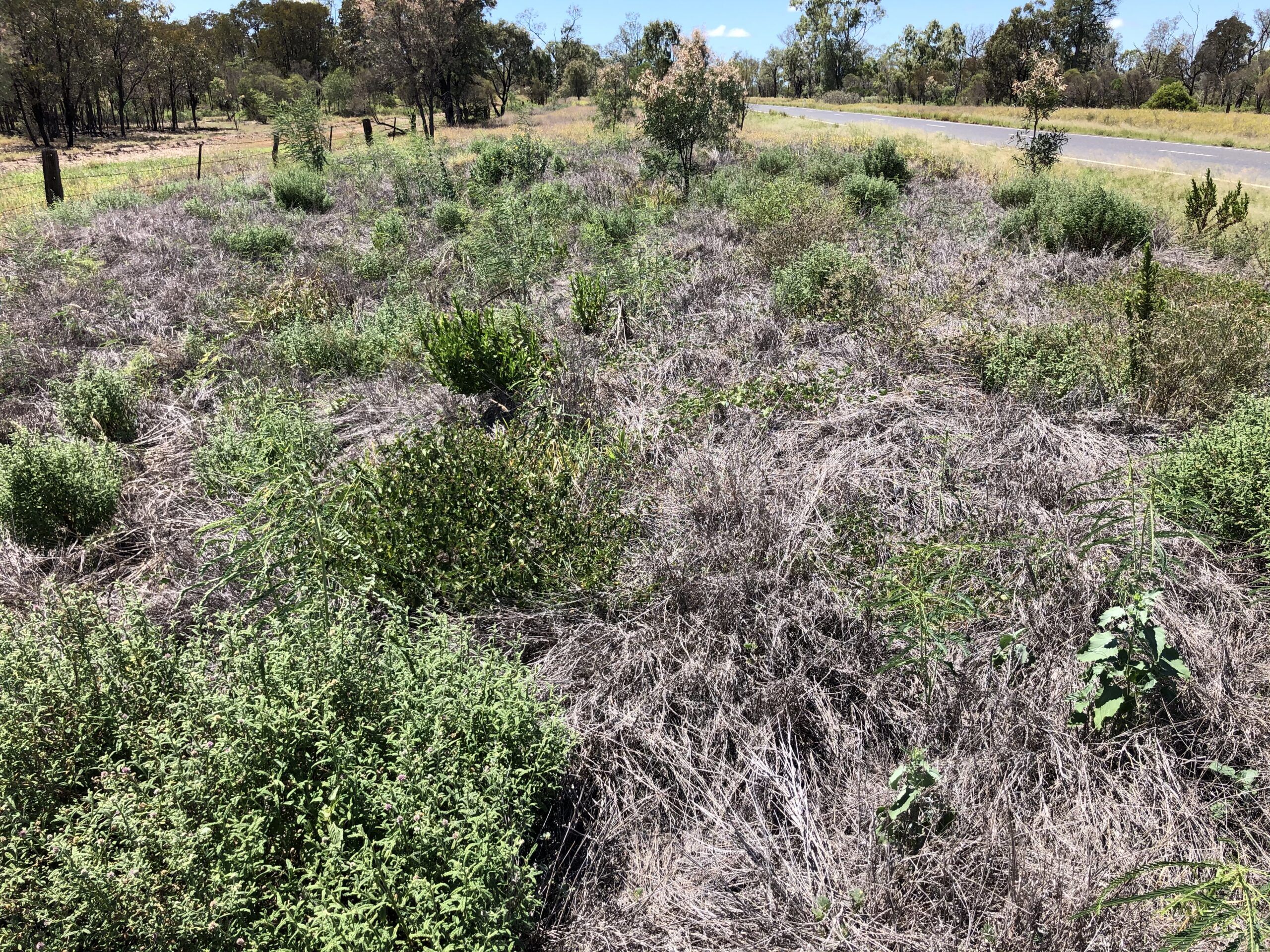 Pasture-dieback-roadside-CQ-scaled