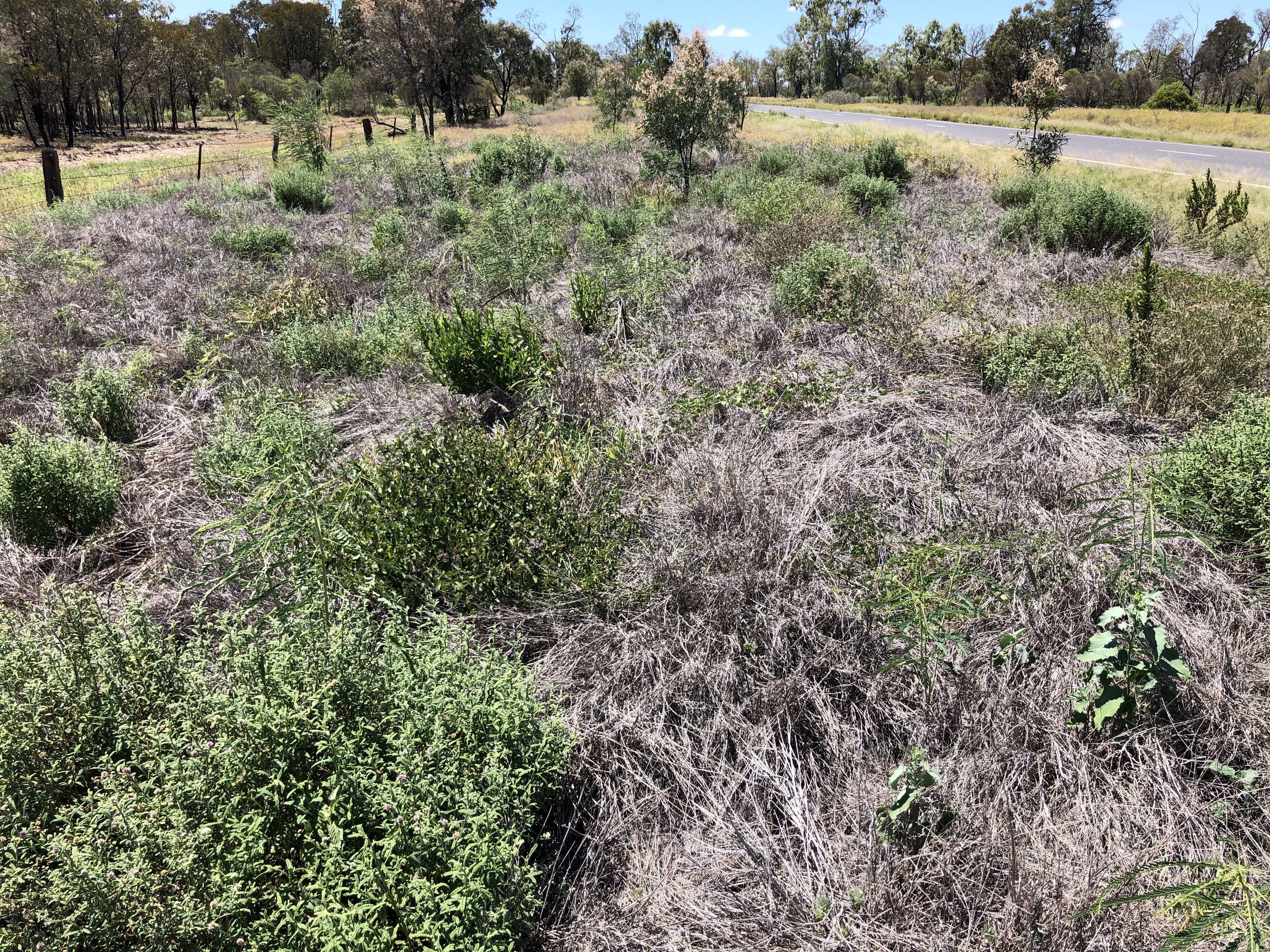 Roadside area with grey dead grass and bright green weeds growing through.
