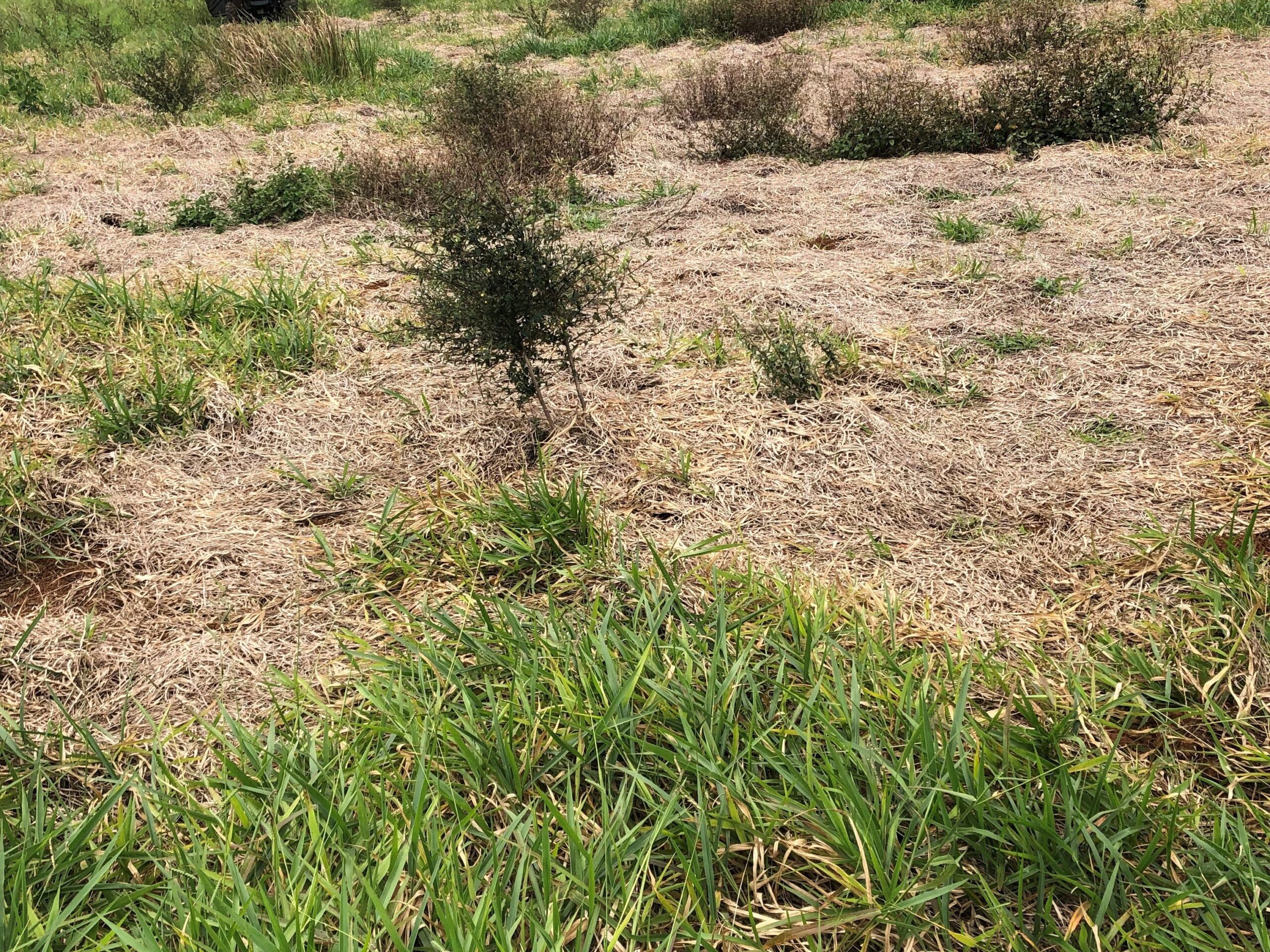 Pasture-dieback-signal-grass-NQ