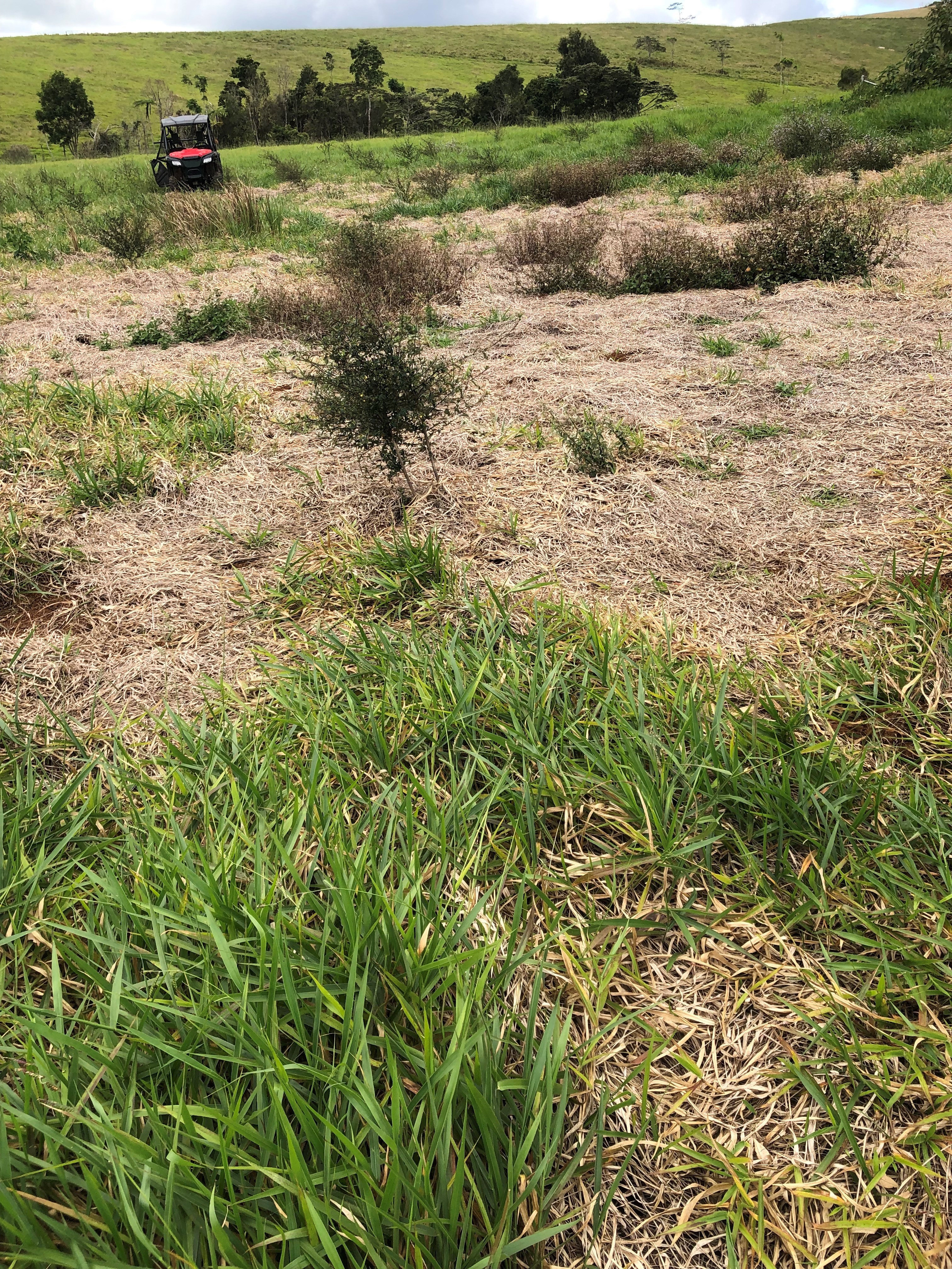 Bright green grass on the side of a hill with a big dead patch in the middle.