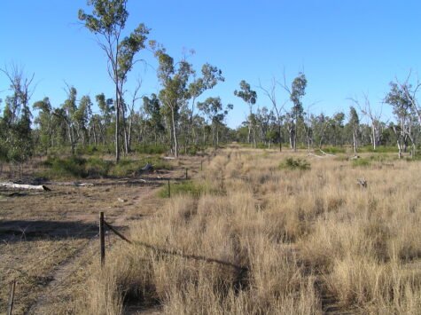 The paddock on the left has very low pasture yield (less than 1000kg/hectare). The paddock on the right has high pasture yield, at least 2500kg/hectare. Ground cover is significantly higher on the spelled side (right).