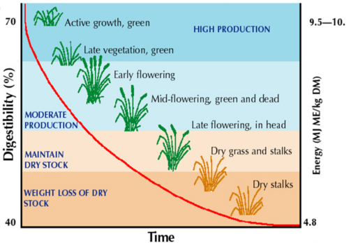 As perennial pastures mature, their digestibility decreases from 70% to 40% between early growth and hayed off maturity. Energy also decreases from 9.5-10 down to 4.8 by the time the plant goes into senescence.