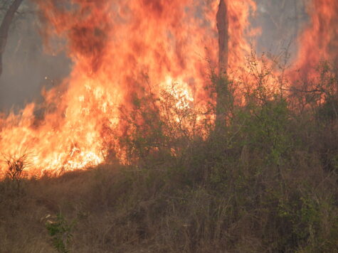 A hot fire reaches toward the tree canopy, feeding on the rubber bush understory.
