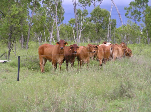 Healthy cattle in the Wambiana grazing trial, in paddocks with high 3P pasture tussock density.