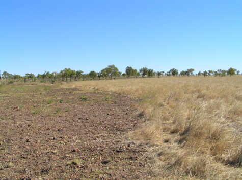 A paddock where a portion has been burnt, and then subsequently overgrazed. Cattle prefer to graze the soft, sweet pasture that grows after a fire, however due to the size of the plant, grazing at this time may result in the plants dying or being pulled out of the ground, resulting in bare areas that are vulnerable to erosion.
