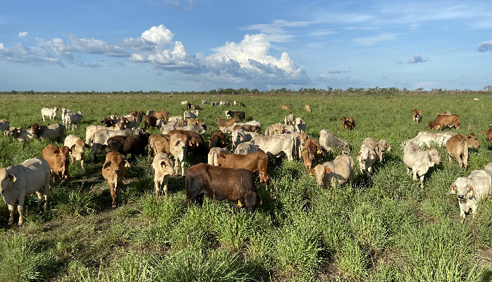 Bos indicus and adapted Bos taurus cattle grazing Gamba grass (belly height) in one of the rotation paddocks at Douglas Daly Research Farm. Cattle appear healthy and content.
