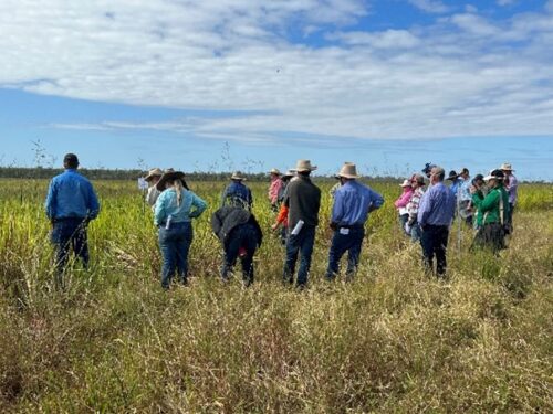 Participants of the field walk standing amongst the trial plots of the northern Queensland Pasture Resilience Program site at Spyglass Beef Research Station