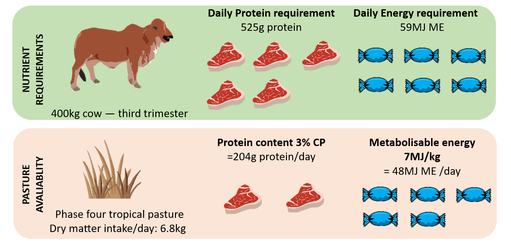 The double whammy: Not only is pasture in phase 4 of growth low in protein and energy, but it's also hard for cattle to digest, so their intake decreases as well. As a result, mature cattle will drop condition or stop cycling, making it near impossible to get back in calf without nutritional intervention in the form of supplementation.