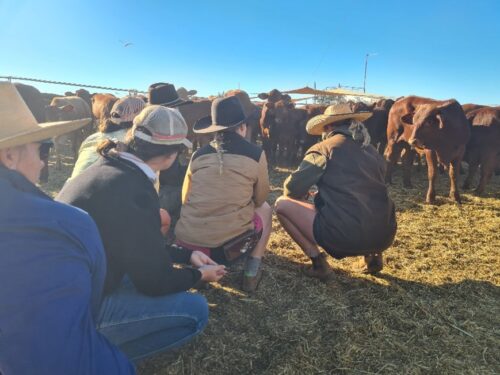 Participants of the leadership training held at Yarrie Station learnt the importance of communication when working in the yards.