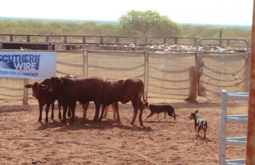 Two Kelpie working dogs move red weaners through a set of yards in the KPCA Livestock Handling Cup 2023