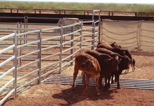Red weaners traversing through the obstacle course at the KPCA Livestock Handing Cup 2023