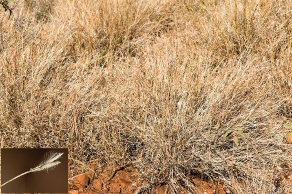 Unlocking the secrets of Kimberley's rangeland pastures: a basic guide ...