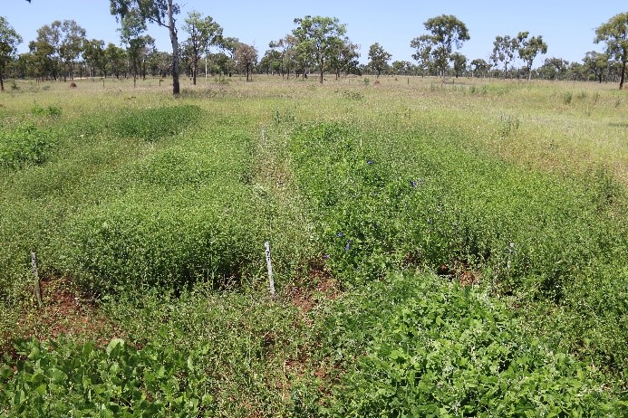 Plots of legumes sown into red soil.