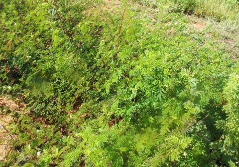 Shrubby legume hedge.