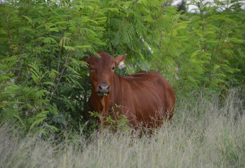 Red steer standing against a tall hedge of leucaena, a tree legume.