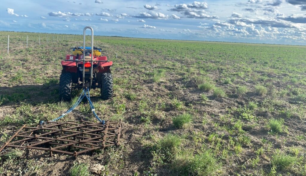 Pasture legume research and demonstrations in north Queensland - FutureBeef