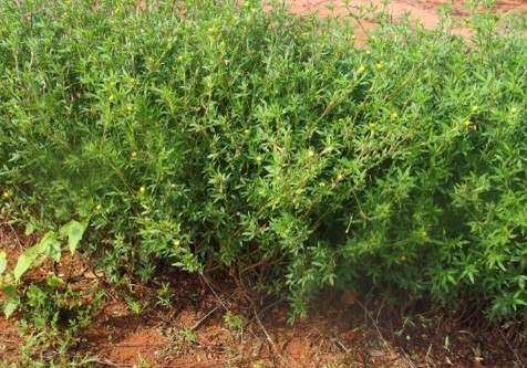 Small shrubby plant with trifoliate green leaves and tiny yellow pea flowers.